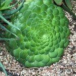 Aeonium tabulaeforme 形态