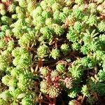 Sedum hispanicum Hostoa