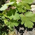 Acer glabrum Leaf