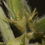 Astragalus akkensis Máis
