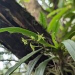 Angraecum calceolus Flower