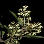 Lomatia hirsuta Flower