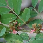 Indigofera suffruticosa Flower