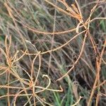 Cynodon plectostachyus Fruit