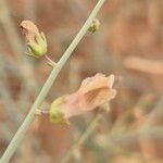 Acanthorrhinum ramosissimum Flower