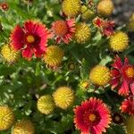 Gaillardia pulchellaFlower