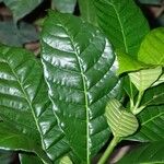 Bonafousia siphilitica Лист