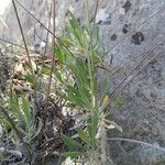 Lavandula latifolia Liść