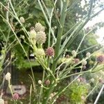 Eryngium pandanifolium Flor