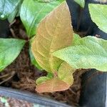 Ardisia japonica 葉