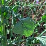 Centaurea napifolia Blatt