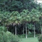 Thrinax excelsa Облик