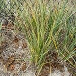 Calamagrostis breviligulata Leaf