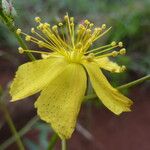 Hypericum annulatum Flower