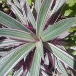 Tradescantia spathacea Leaf