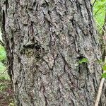 Larix laricina Bark