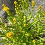 Solidago sempervirens Flor