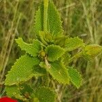 Hibiscus aponeurus Leaf