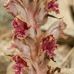 Orobanche gracilis Hábito