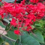 Clerodendrum buchananii Flower