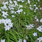 Ipheion uniflorum Habitus