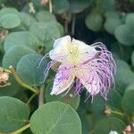 Capparis spinosa 花