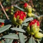 Rhododendron neriiflorum Outro