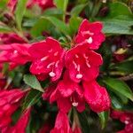 Weigela hortensis Cvet