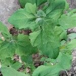 Chenopodium quinoa Folio