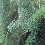 Pseudotsuga menziesii Deilen