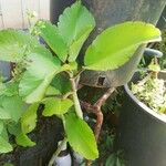 Kalanchoe pinnata Leaf