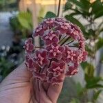 Hoya pubicalyx Květ