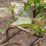 Jatropha curcas Blatt