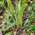 Blechnum spicantFolla