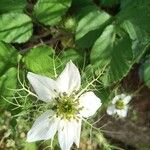 Nigella sativaFlower