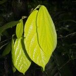 Quararibea bracteolosa Hoja
