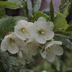 Rhododendron albiflorum Blomst
