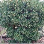 Arbutus unedo Агульны выгляд