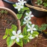 Wrightia antidysenterica Virág