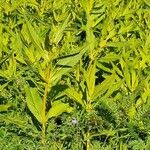Guizotia abyssinica Blatt