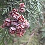 Chamaecyparis lawsoniana Fruit