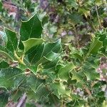 Ilex aquifoliumLeaf