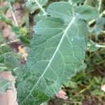Brassica napus Φύλλο