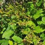 Syringa josikaea Fruit