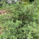 Juniperus virginiana برگ