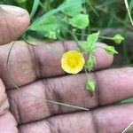 Sida cordata ফুল