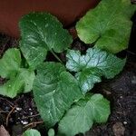 Cucurbita pepo Blad