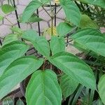 Oroxylum indicum Feuille