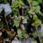 Veronica americana Habitat