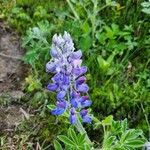 Lupinus nootkatensis Цвят